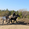 Конная прогулка #в Улан-Удэ#. Подарочные сертификаты Ultra Подарки. Купить оригинальный подарок или подарочный сертификат на Конная прогулка #в Улан-Удэ#. Сервис UltraPodarki.ru 8-800-505-9530. Катание на лошадях, Прогулка на лошади, Прогулка на лошадях для двоих, Конная прогулка, конный клуб, Конный клуб, конная прогулка, конная прогулка #в Улан-Удэ#